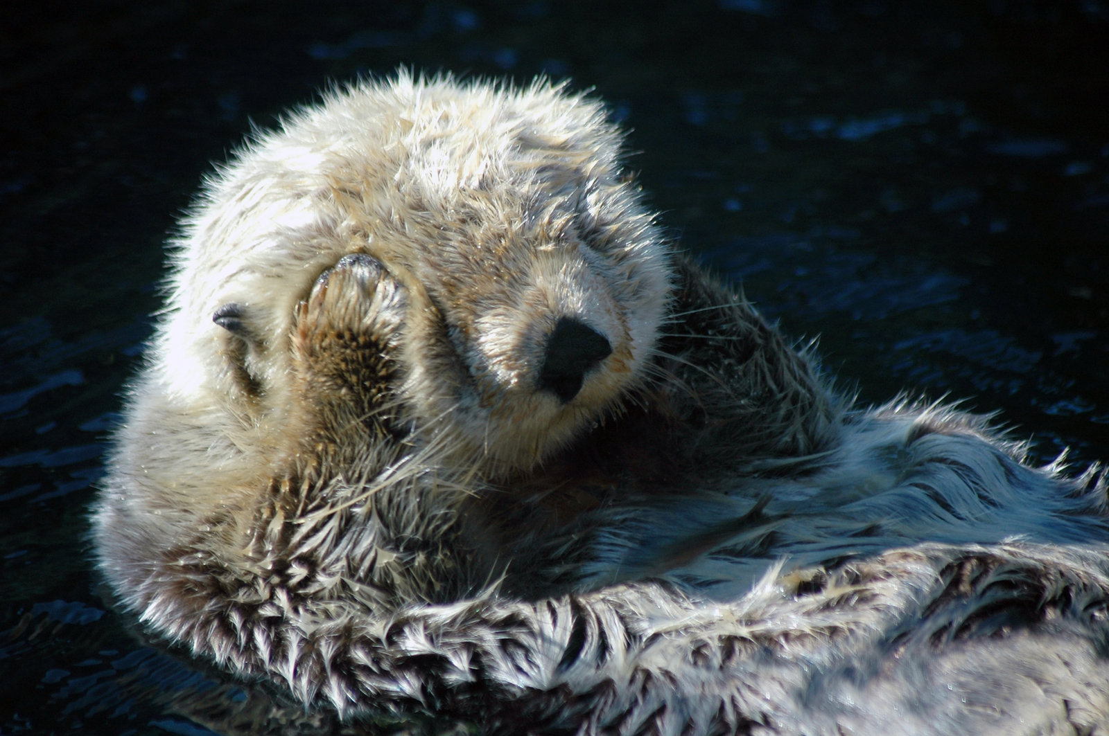 Visiter Aquarium Lisbonne - Voyage à Lisbonne Blog